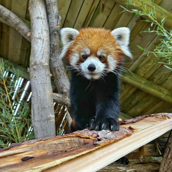 Chinese red panda, William, in habitat at Utah's Hogle Zoo