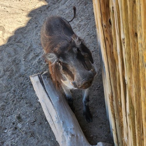 Warthog Tikiti